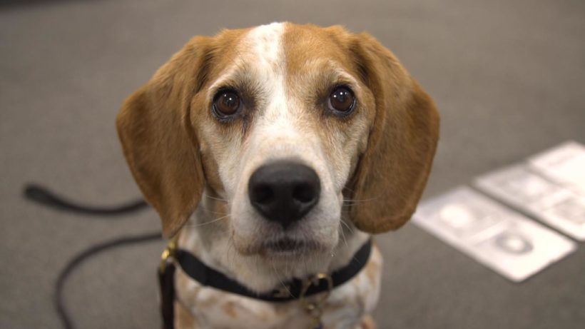 U.S. uses beagles to detect smuggled pork