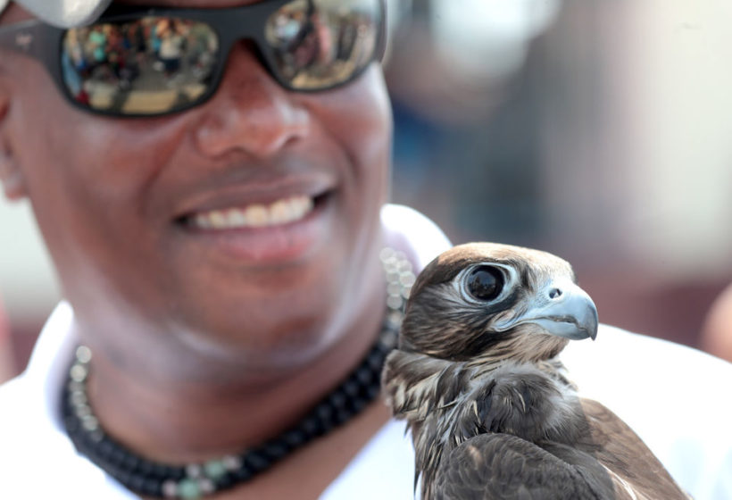 Birds of prey will scare the gulls away