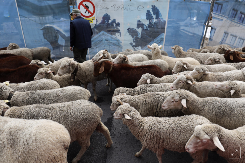 Sheep take over streets of Madrid for annual migration