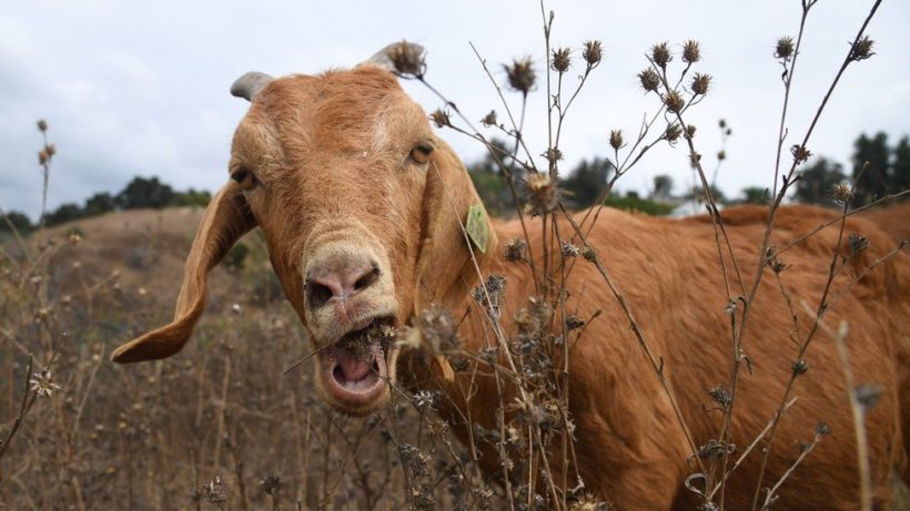 Goats help save Ronald Reagan Presidential Library from wildfire