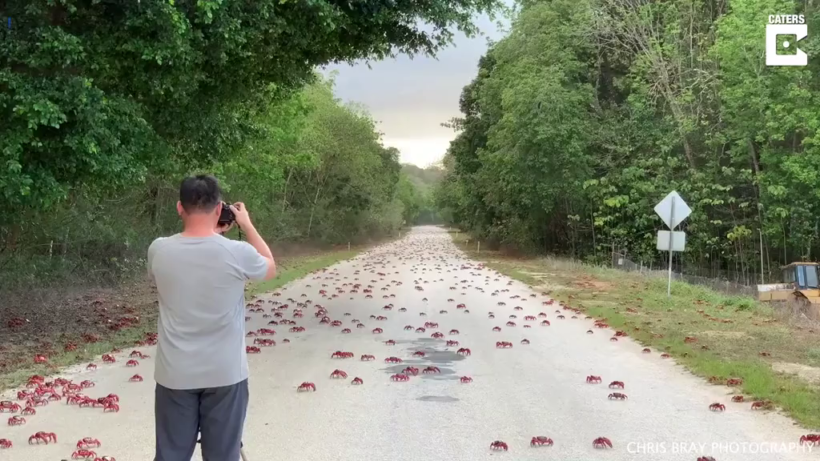 Man designs ‘car shoes’ to avoid squashing crabs