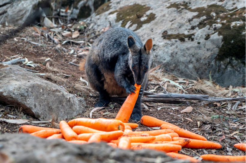 Australian brushfires: veggie drop for stranded animals