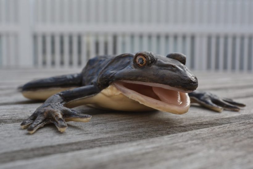 Florida school first to use synthetic frogs for dissections