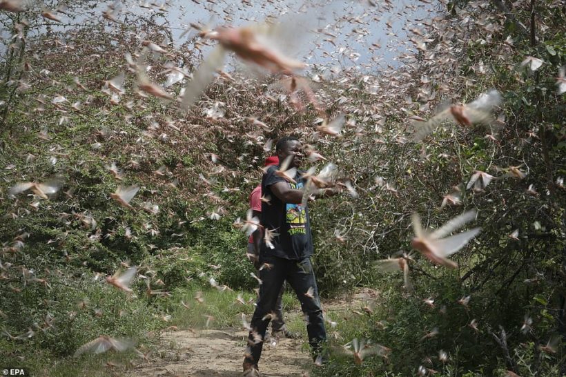 World #2 – Swarms of Locusts Spread Across East Africa