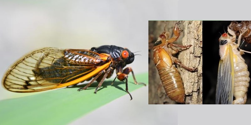 Billions or trillions of cicadas to emerge in the East this Spring