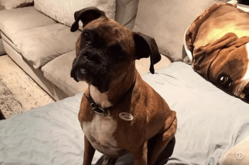 California woman’s dog voted twice