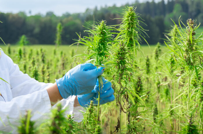 Trump’s ‘hemp ban’ shut down backdoor legal weed — and the pot industry is upset