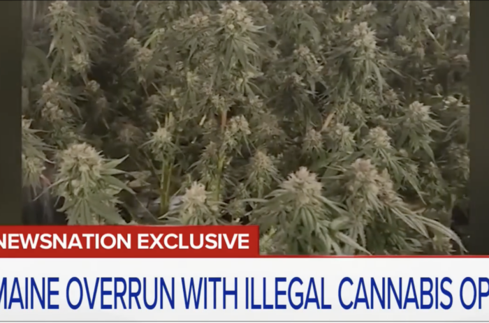 Chinese criminal networks operating grow houses in Maine