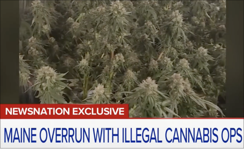 Chinese criminal networks operating grow houses in Maine